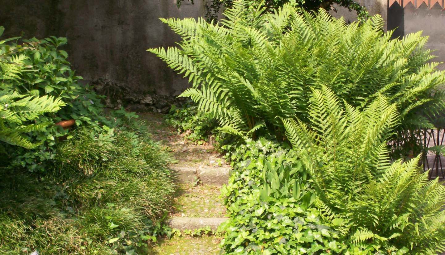 A garden with various green plants and a stone pathway.