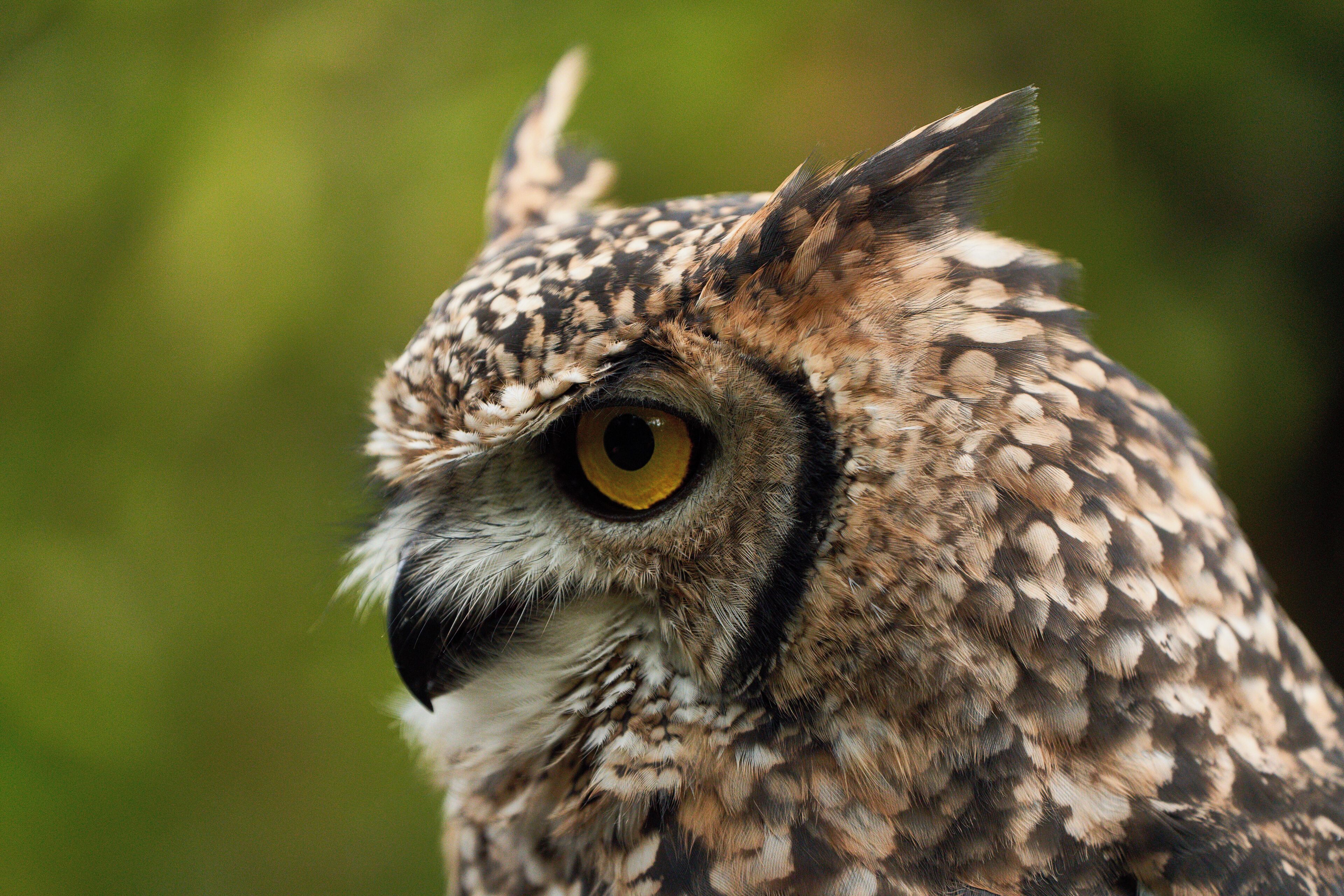 A close-up of an owl with detailed feather patterns.