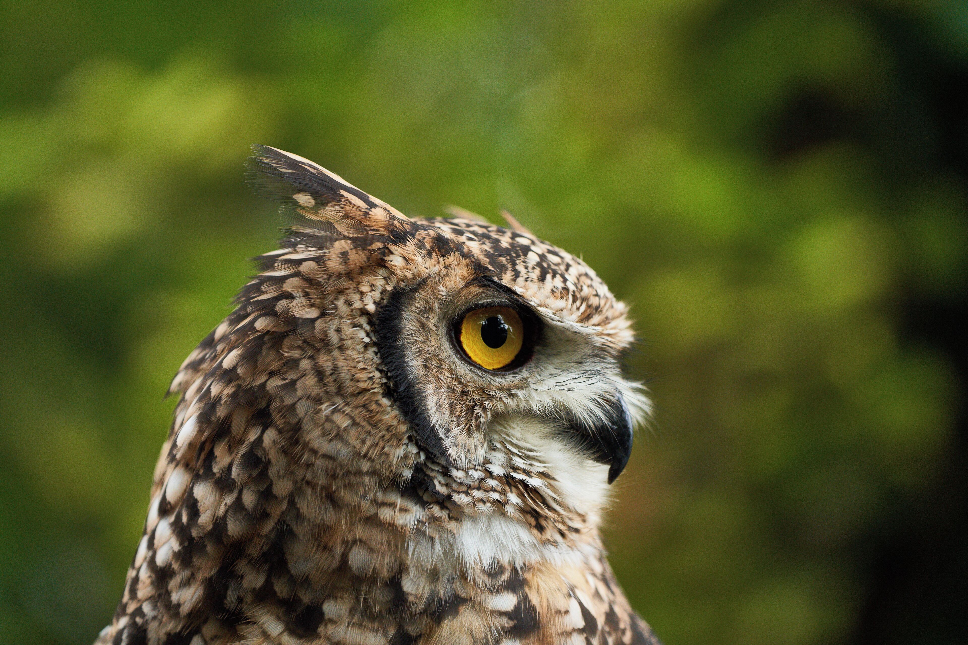 Close-up van een uil, met gedetailleerde veren en een gefocuste blik.