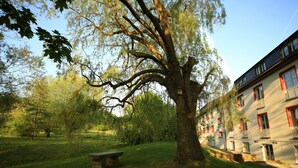 Un árbol grande en una zona con césped, un banco de piedra, un edificio con ventanas y balcones de marco rojo, y un cielo despejado.
