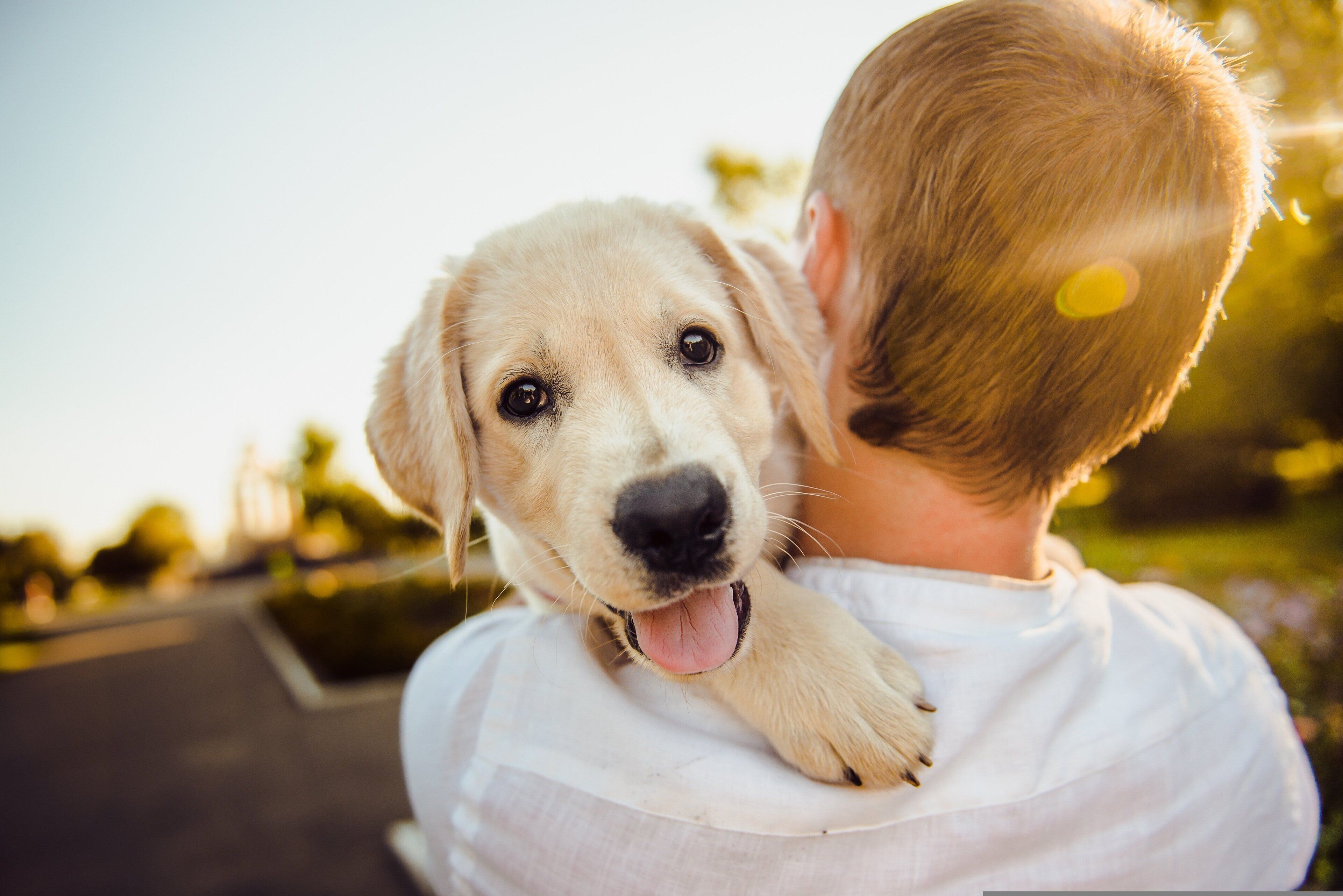 Iemand houdt een hond vast.