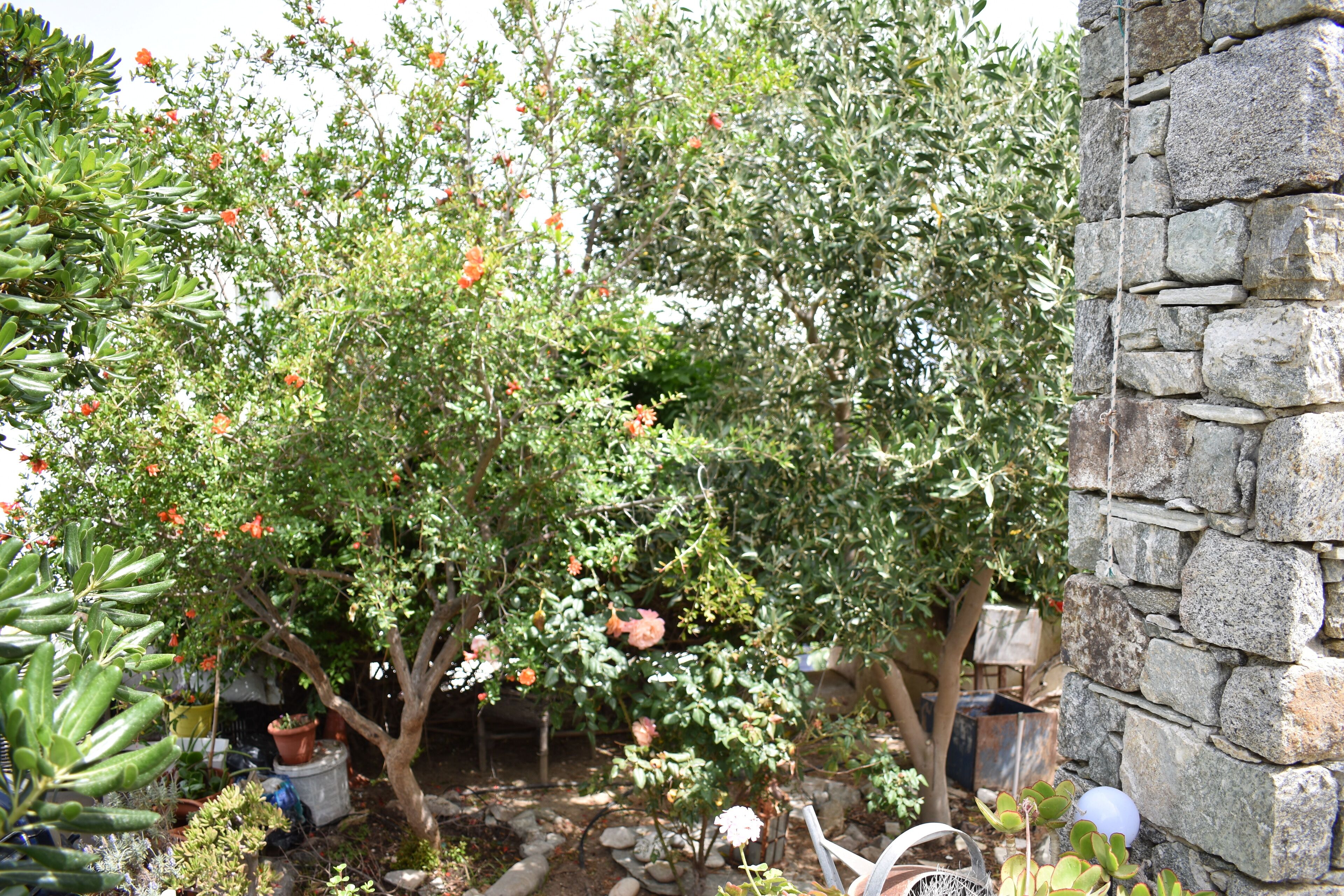 Foto - Andriani's Guest House