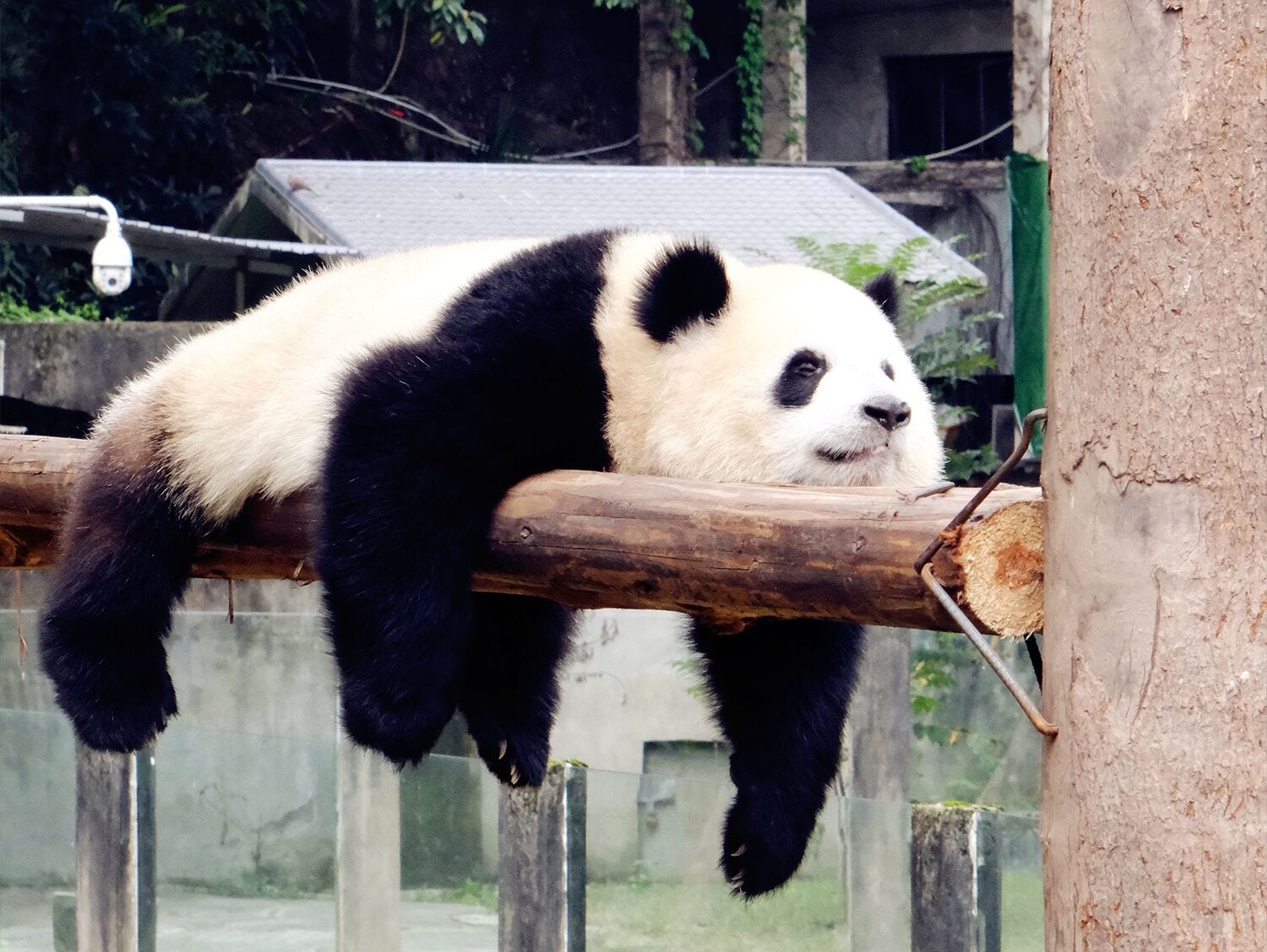 Un panda descansando sobre una viga de madera.