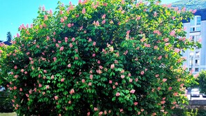 A tree with pink flowers by a waterfront. - Hotel Christina Lourdes (Lourdes)