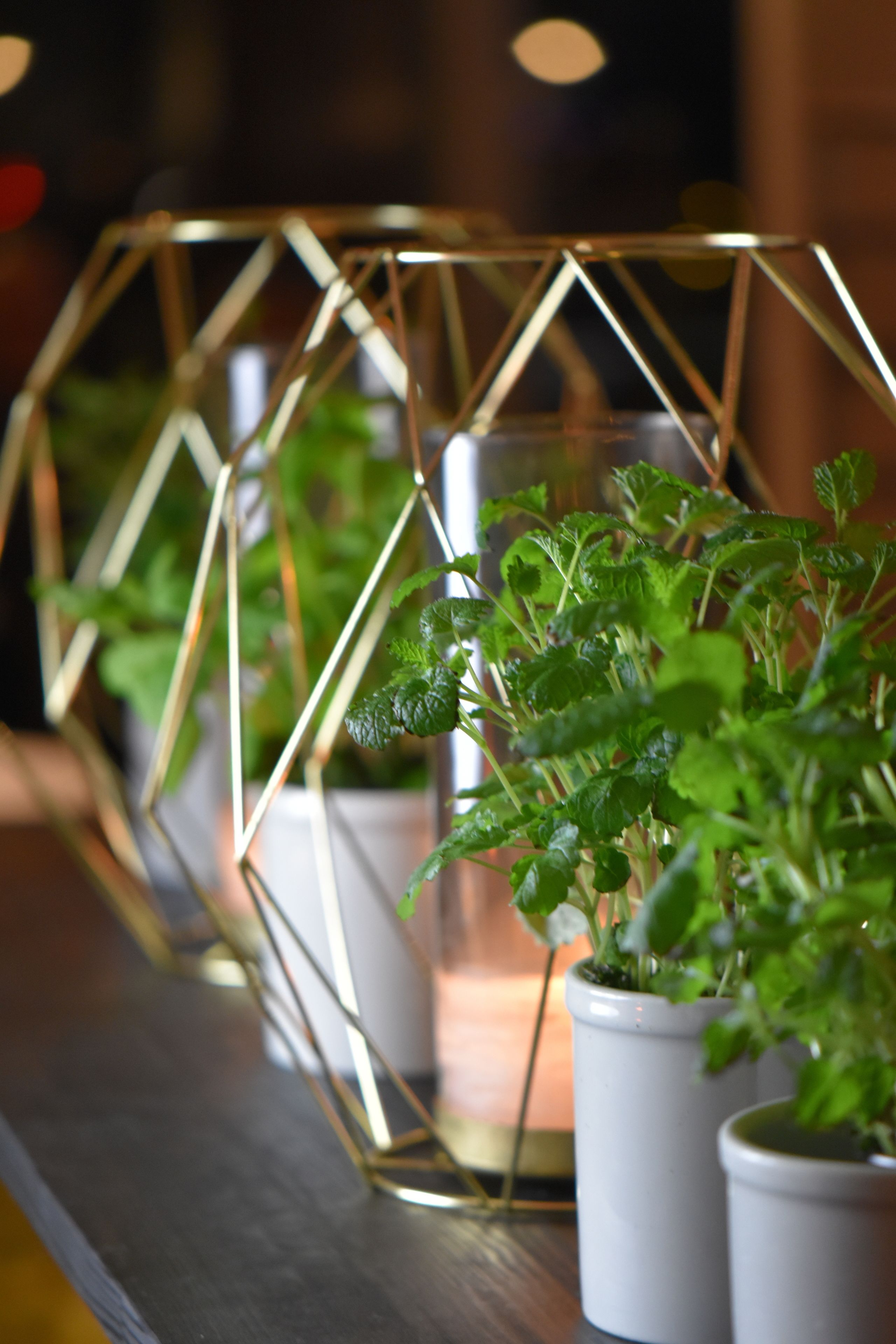 A geometric metal frame with potted plants inside, placed on a wooden surface.