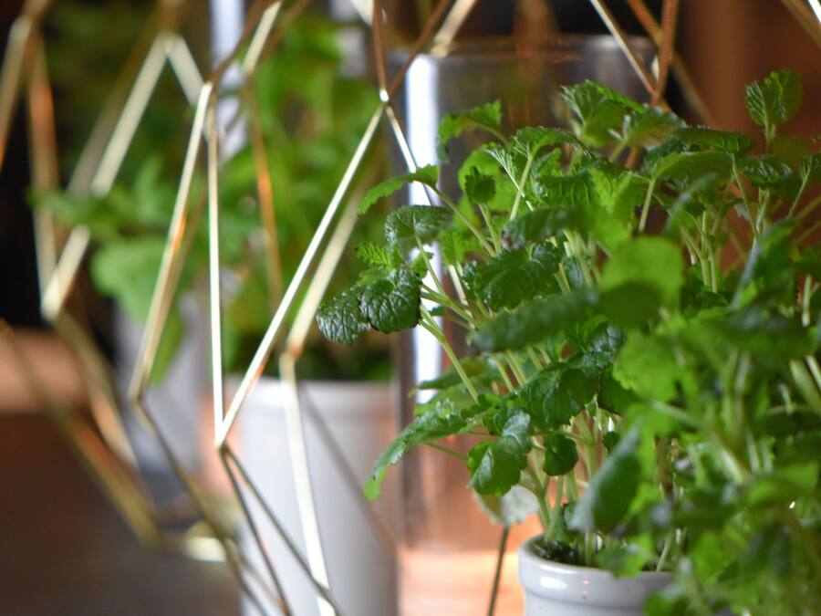 A geometric metal frame with potted plants inside, placed on a wooden surface.