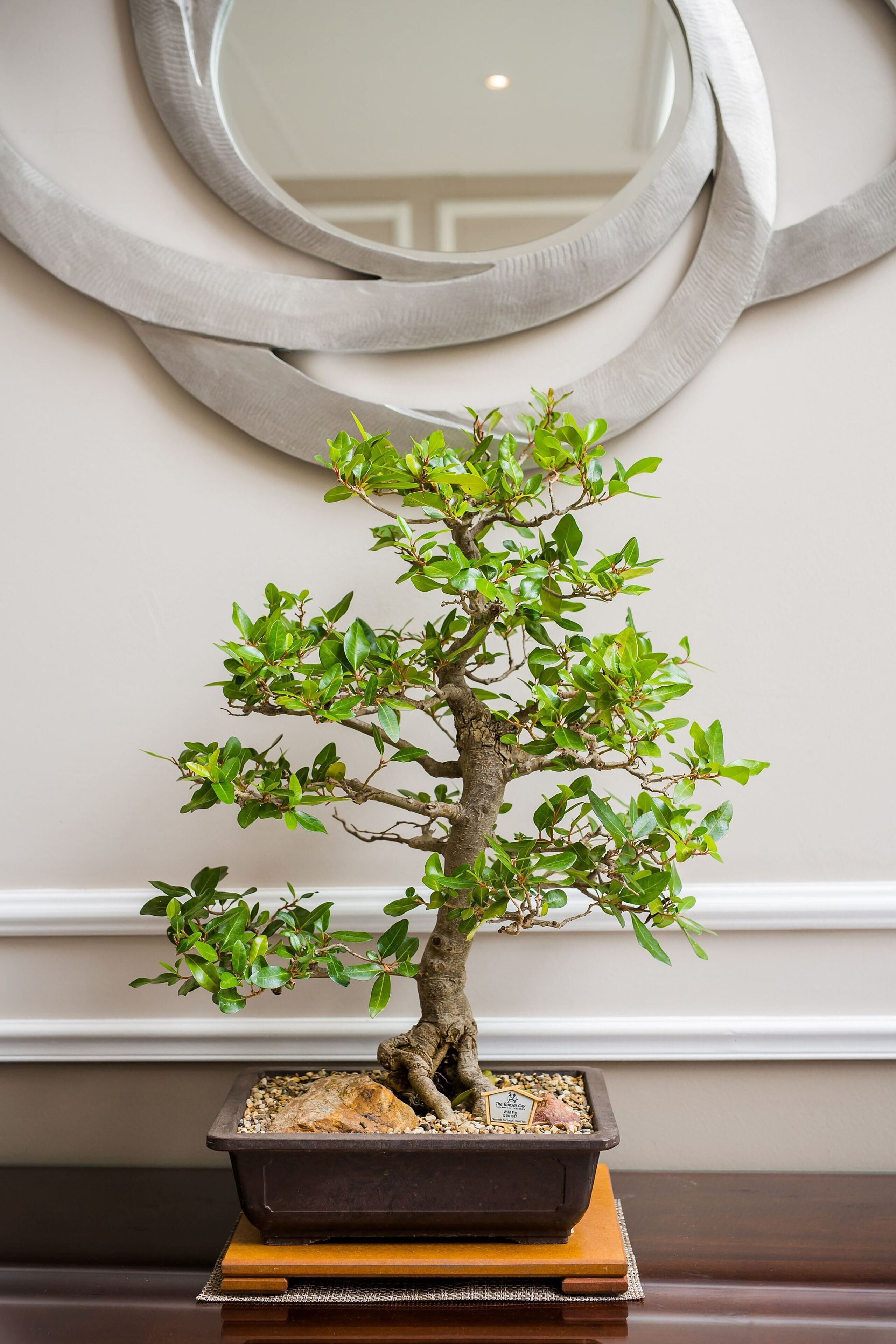 A bonsai tree in a black pot on a wooden stand.