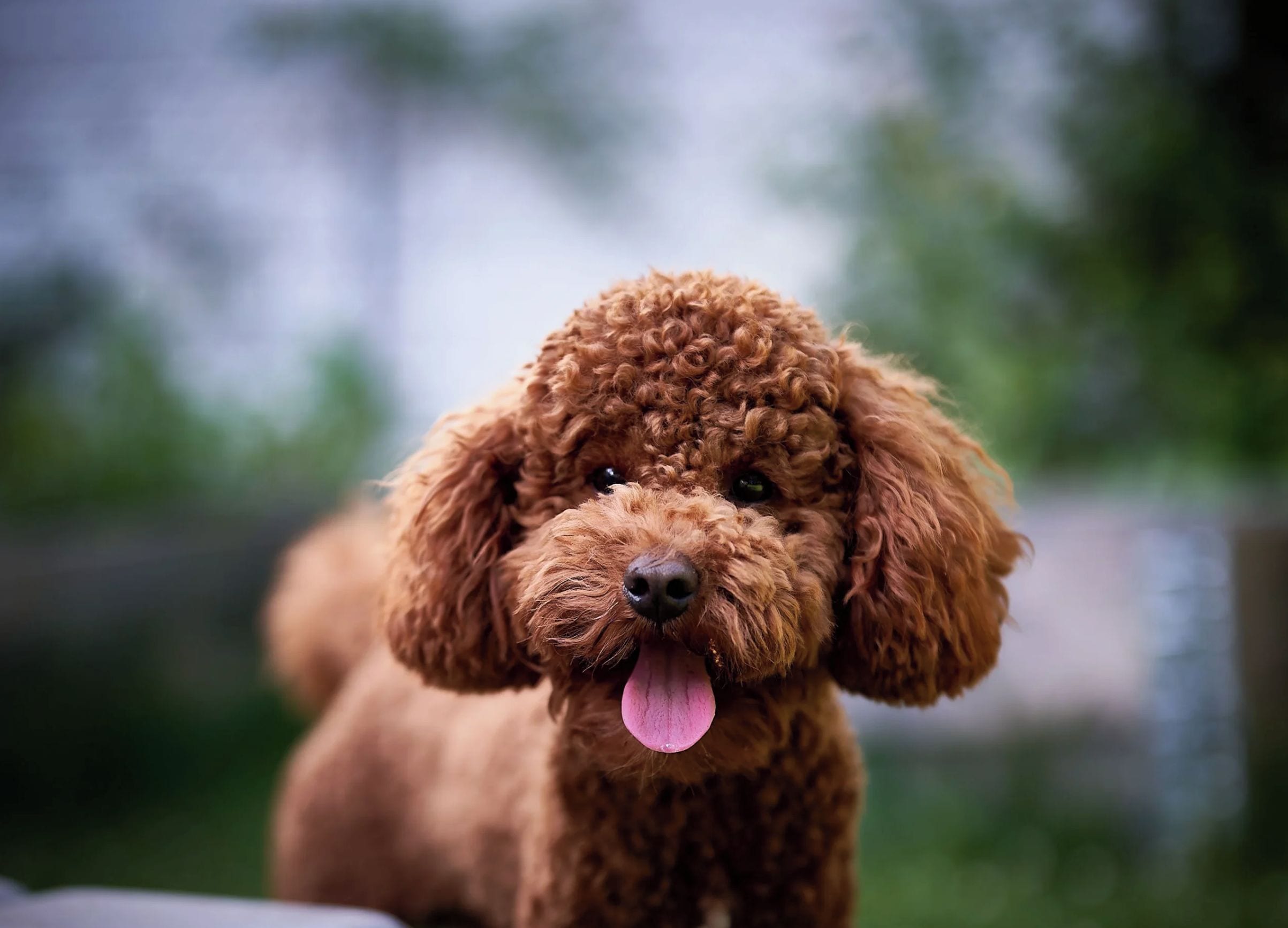 A poodle with curly fur and a pink tongue, standing outdoors.