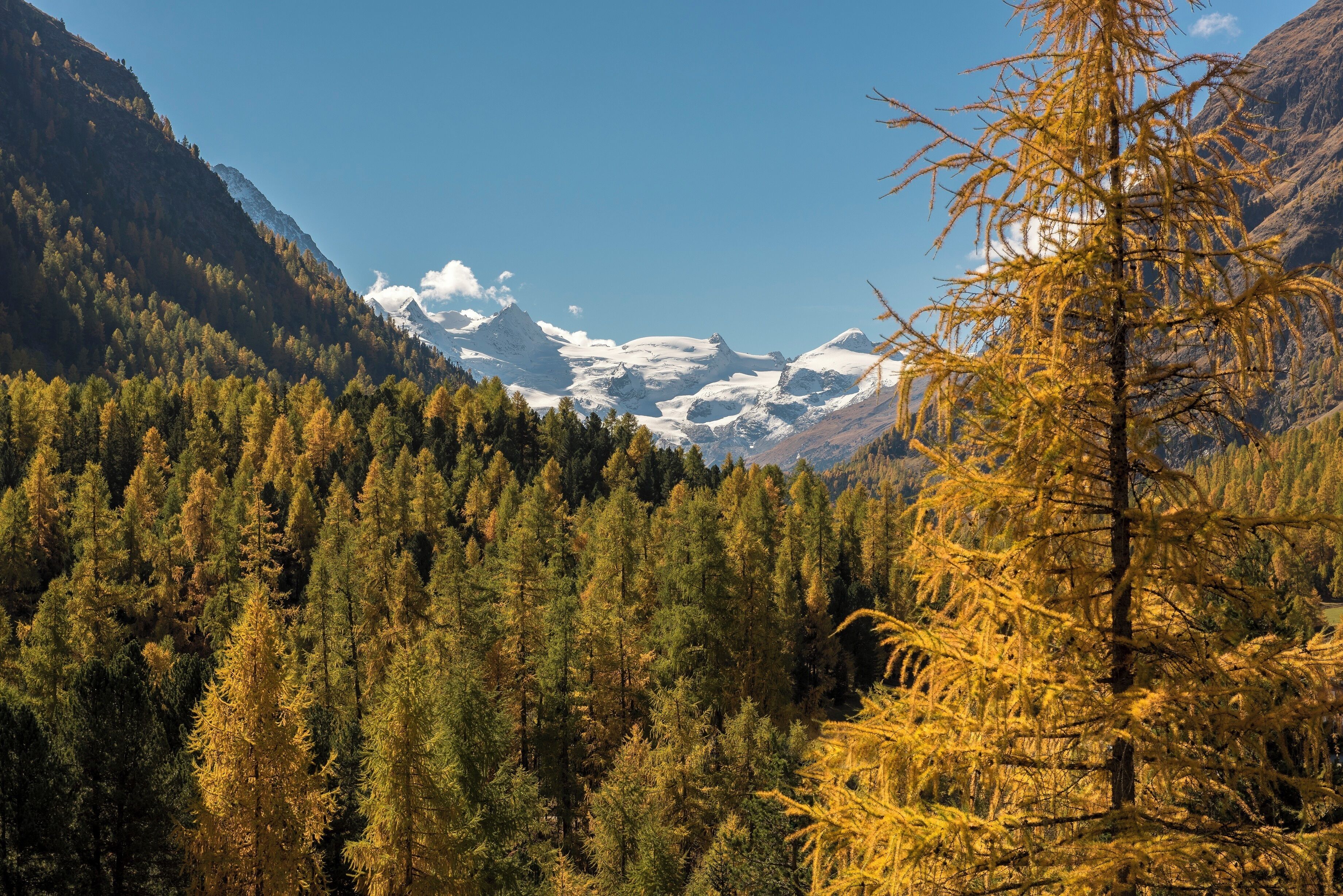 A mountainous landscape with dense forests and snow-capped peaks.