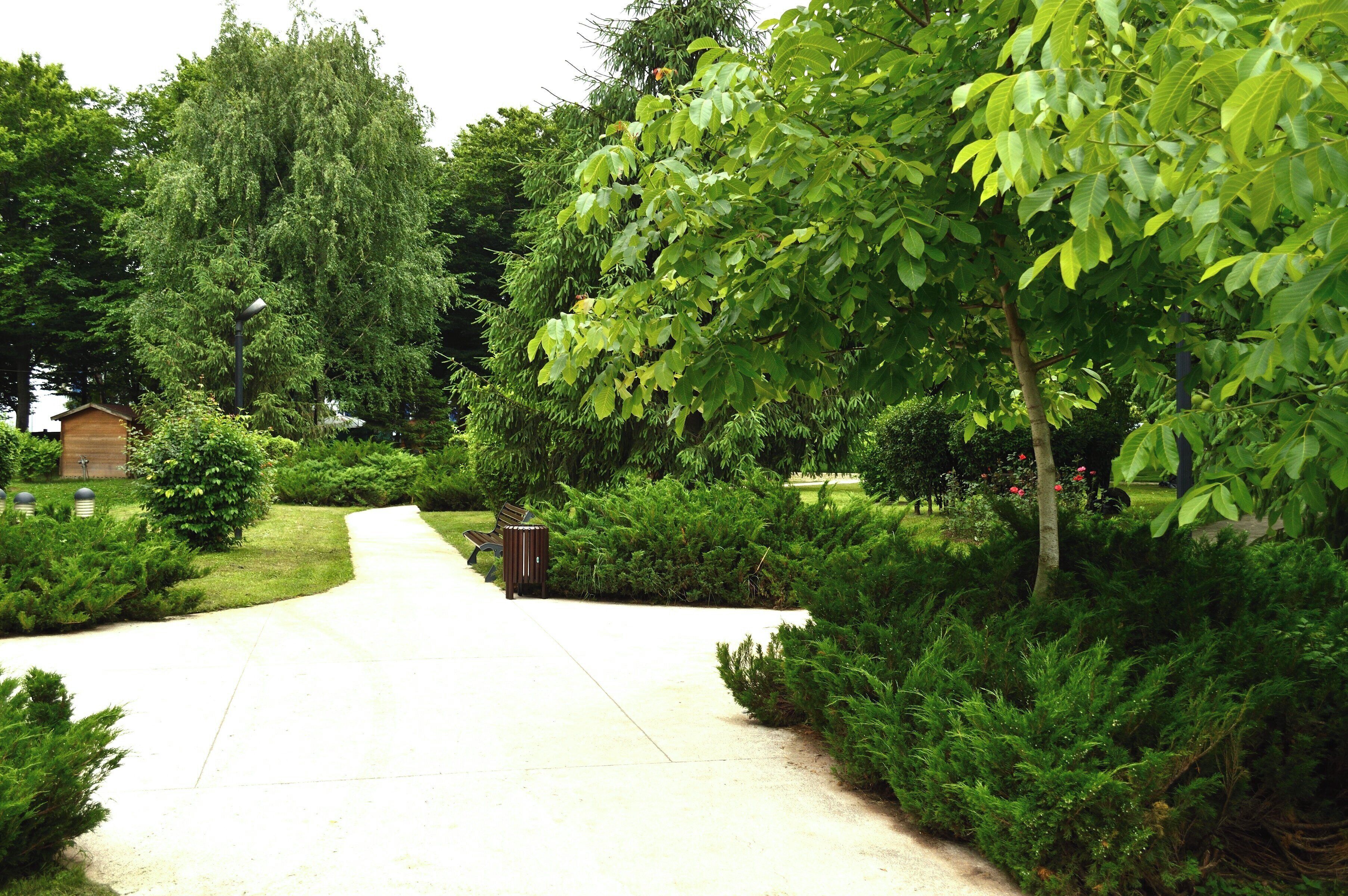 A paved pathway flanked by dense green foliage and a wooden structure.