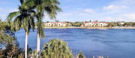 A waterfront view with palm trees, a fence, and buildings in the background.