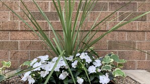 A planter with white flowers and green foliage against a brick wall. - Holiday Inn Express Hotel & Suites Downtown Minneapolis by IHG (Minneapolis)