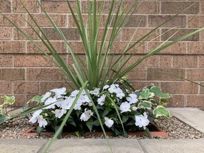 Un pot de fleurs contenant des fleurs blanches et un feuillage vert, placé devant un mur de briques.