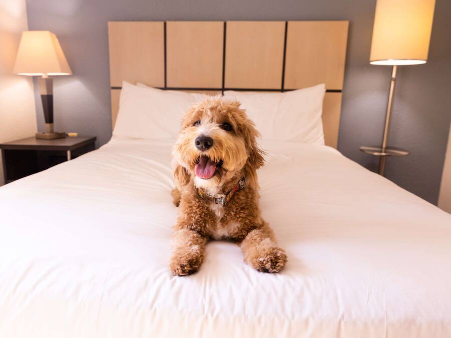 Un perro sentado en una cama en una habitación de hotel, con cabecera, dos lámparas de noche y una mesita de noche.
