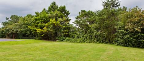 A grassy field with trees and a road in the background.