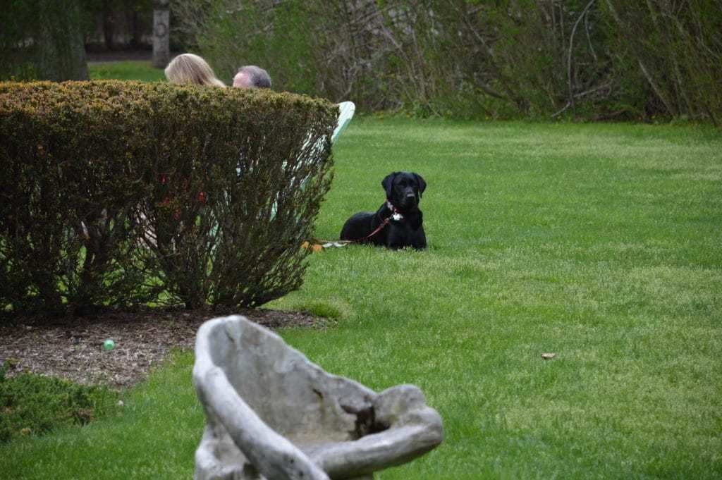 A black dog lying on a grassy lawn next to a neatly trimmed hedge.