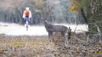 A deer standing on a leaf-covered path with a cyclist in the background.