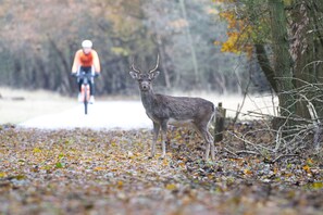 Bicycling