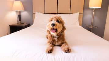 Un perro sentado en una cama en una habitación de hotel, con cabecera, dos lámparas de noche y una mesita de noche.