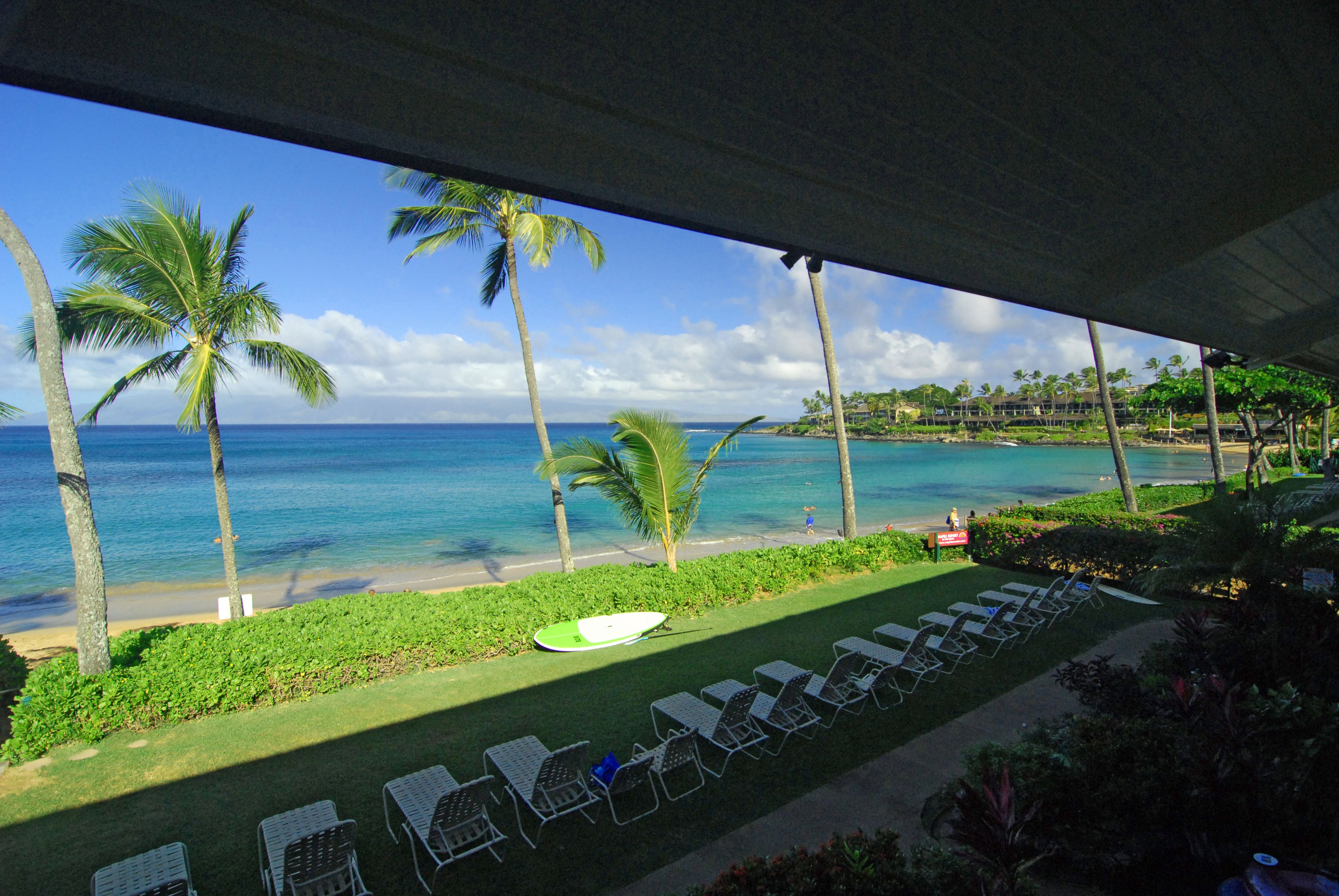 A beach view with lounge chairs and palm trees.