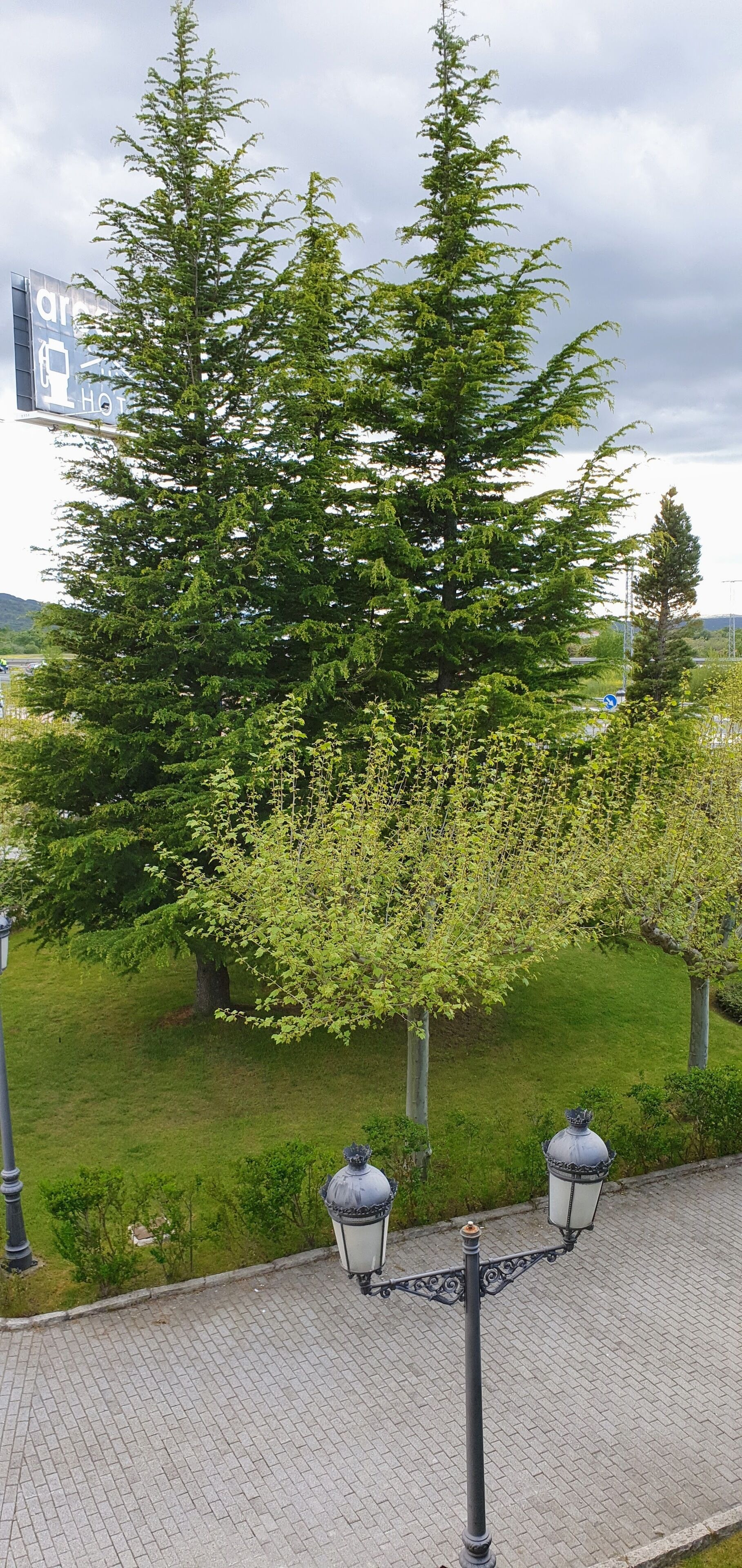 A paved pathway with two street lamps and a large evergreen tree.