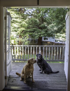 Pet-friendly