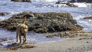 A dog on a rocky beach with waves crashing nearby. - The Inn at Schoolhouse Creek (Little River)