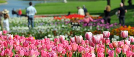 A garden with pink tulips and a pond in the background.