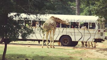 A bus with passengers and giraffes on the road.