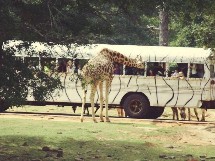 A bus with passengers and giraffes on the road.