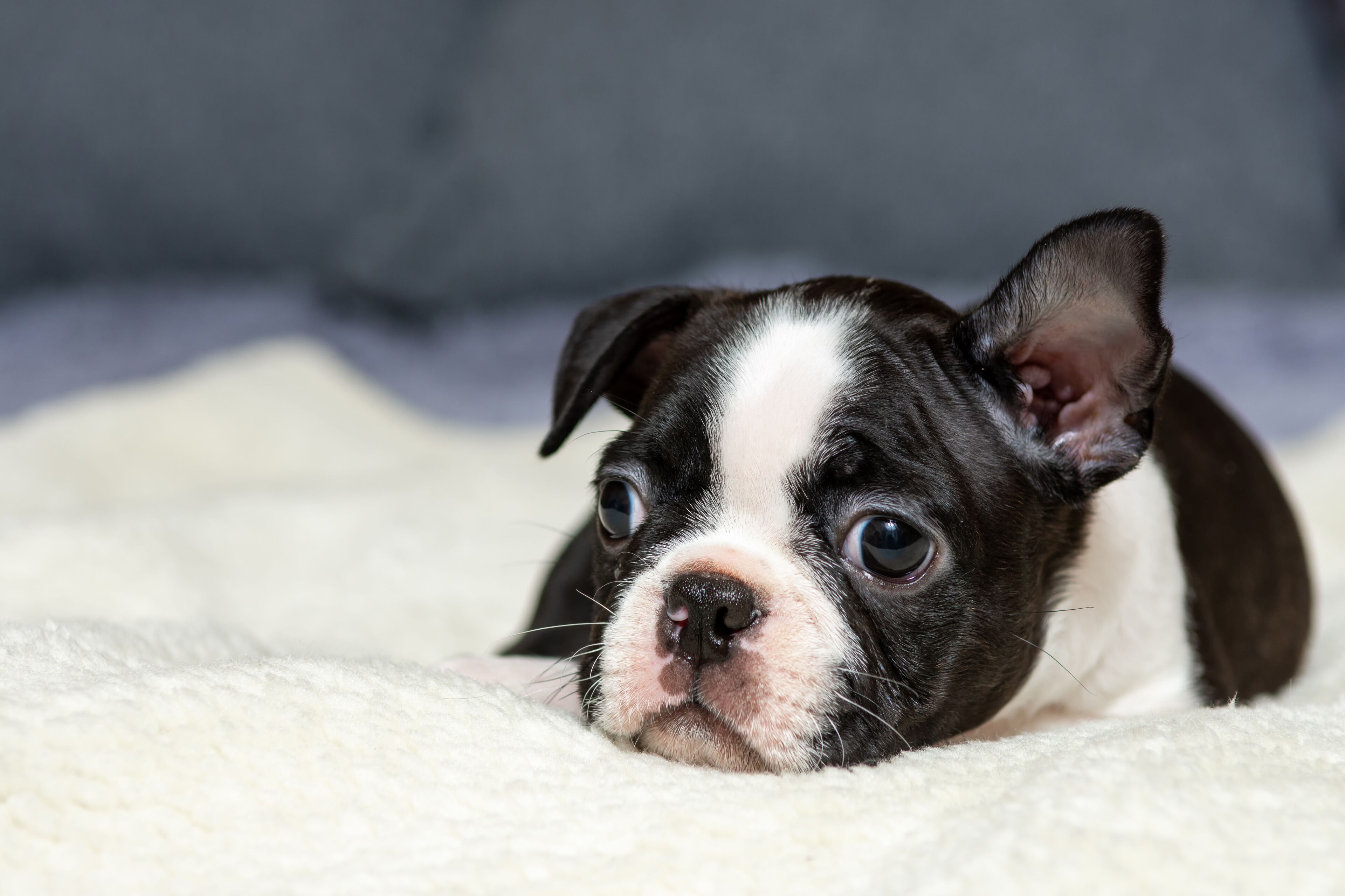 Primer plano de un cachorro de Boston Terrier acostado sobre una superficie blanca y esponjosa.