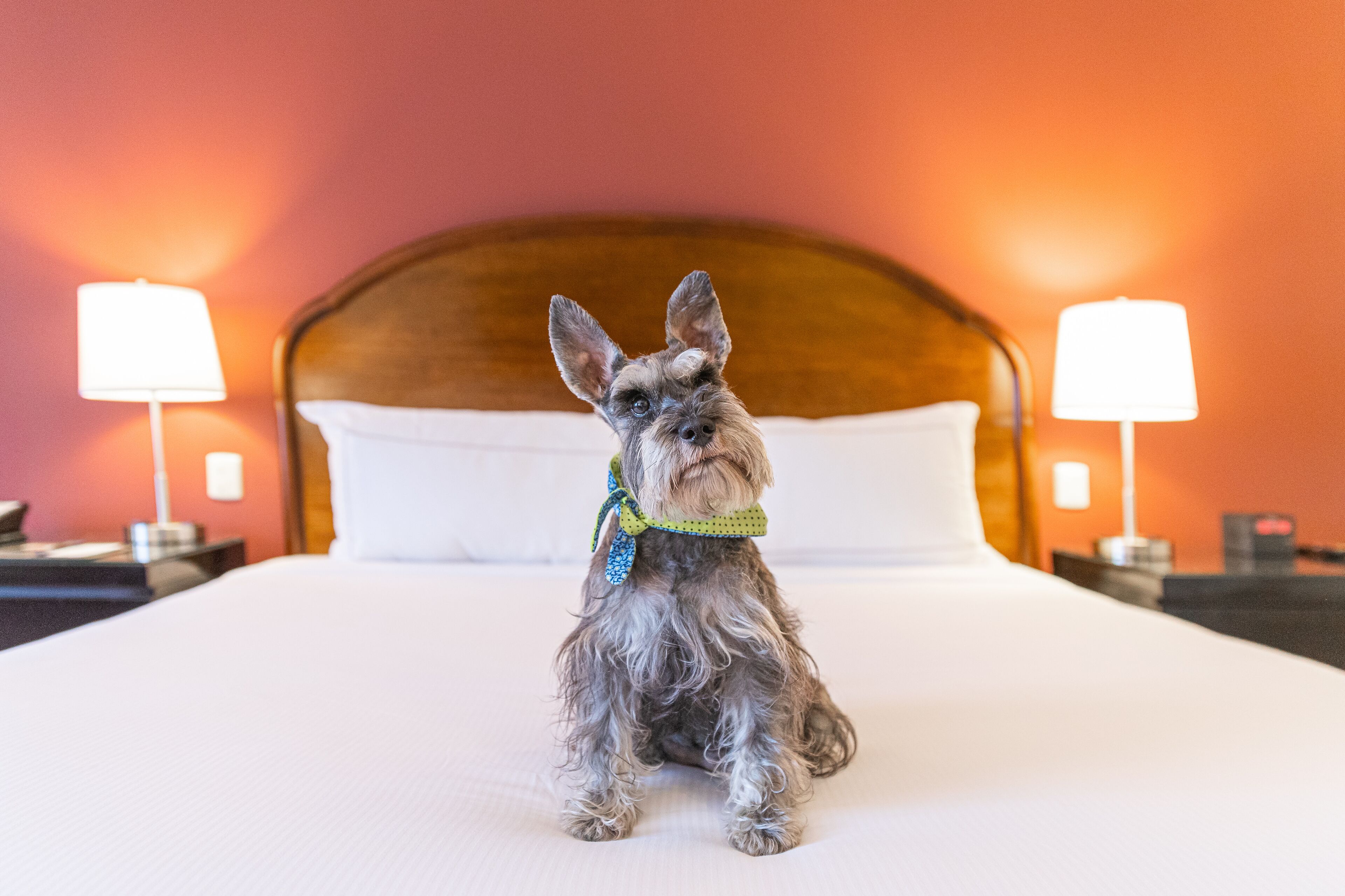 A dog sitting on a bed with a wooden headboard, two bedside lamps, and a white pillow.