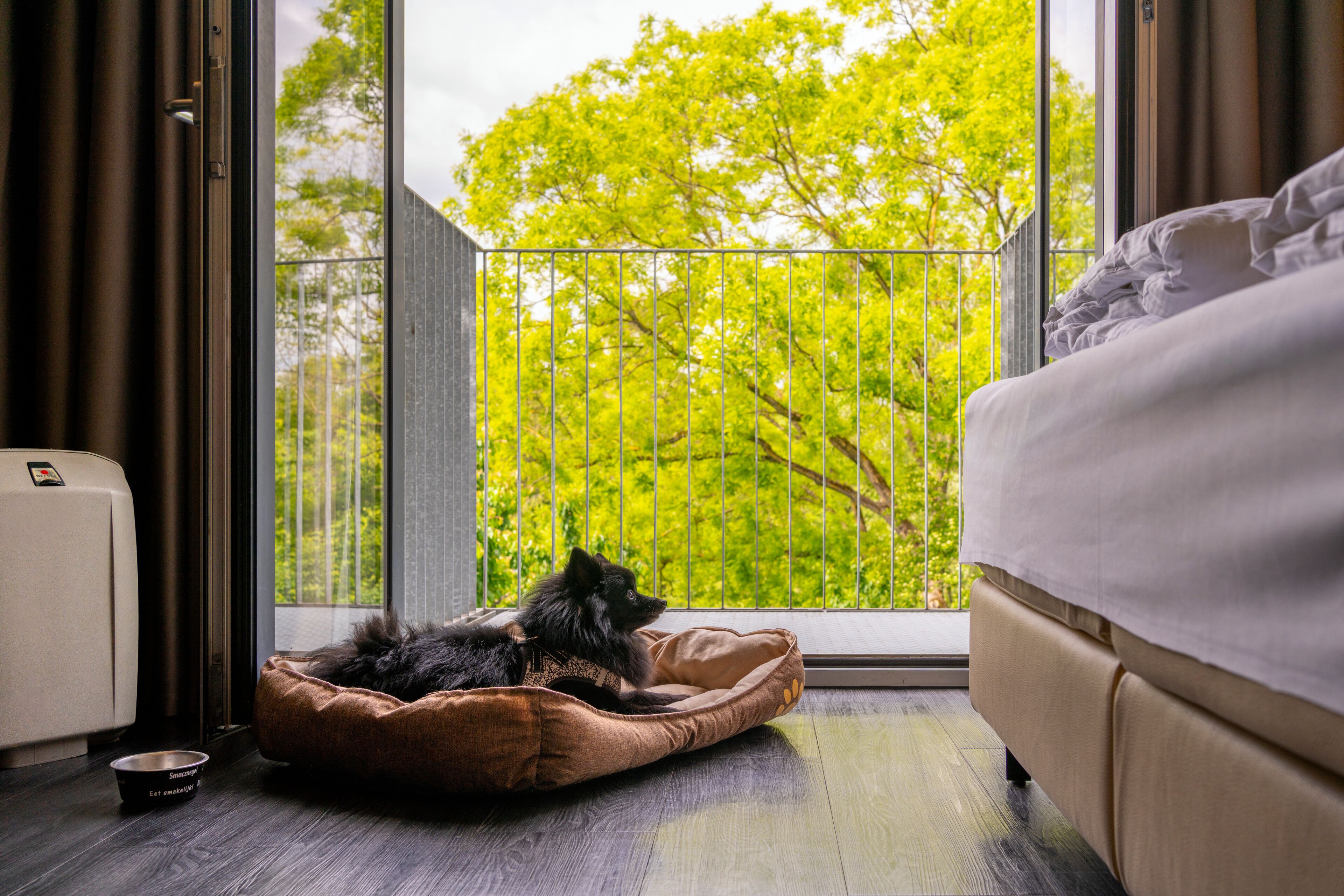 Une pièce avec une grande fenêtre, un panier pour chien, un petit bol et un lit.