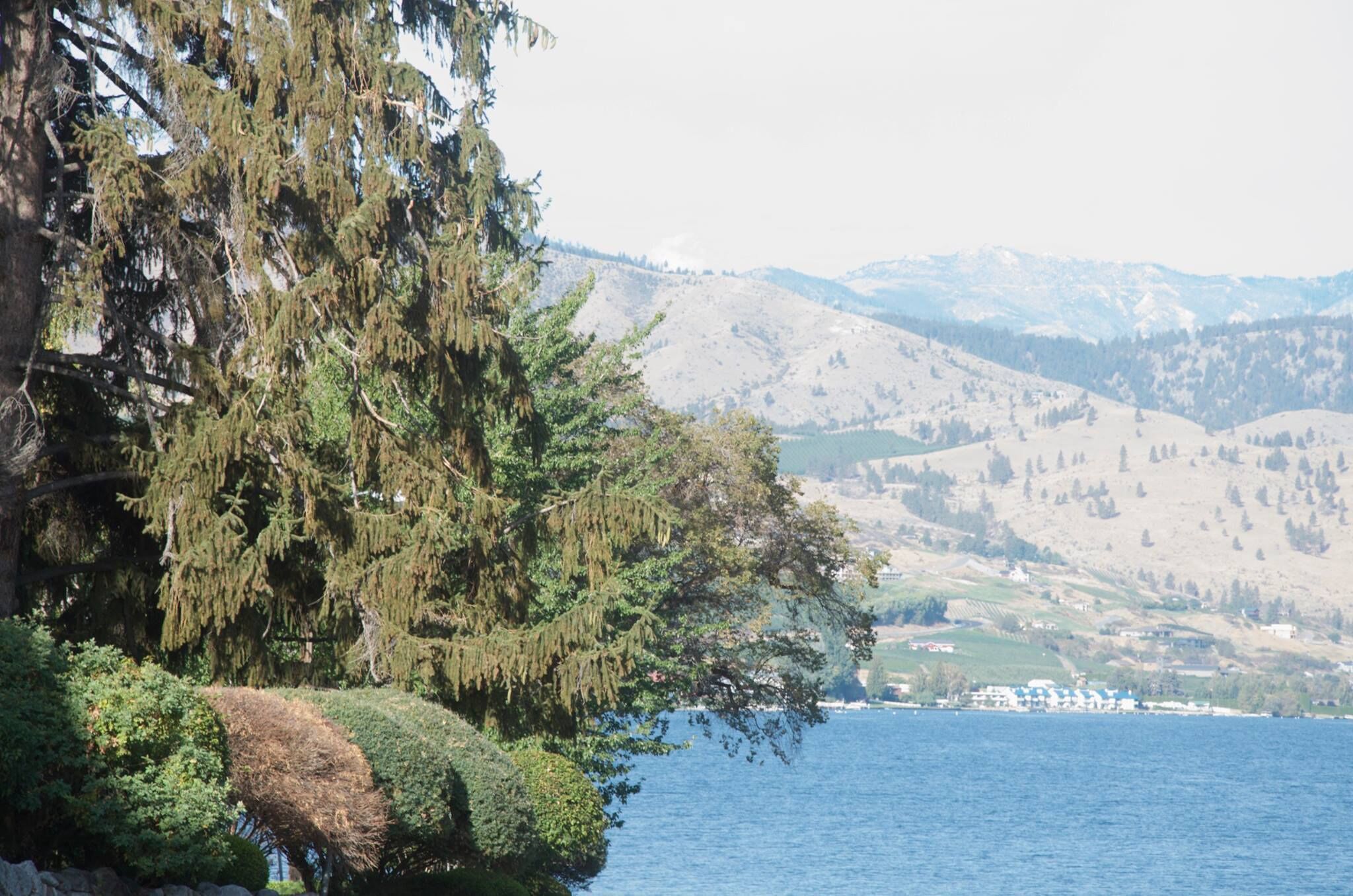 A coastal landscape with a large tree, a body of water, and distant mountains.