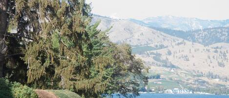 A coastal landscape with a large tree, a body of water, and distant mountains.