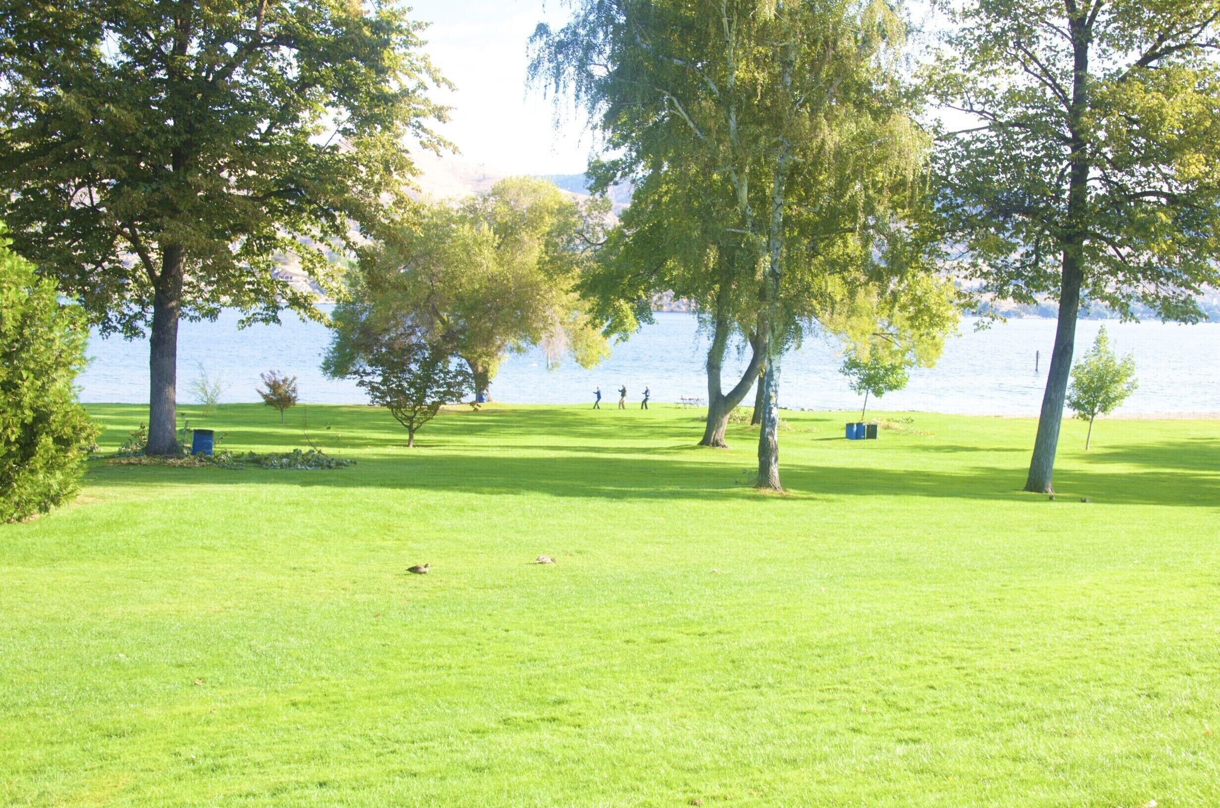 Un'area verdeggiante con alberi e un corso d'acqua sullo sfondo.
