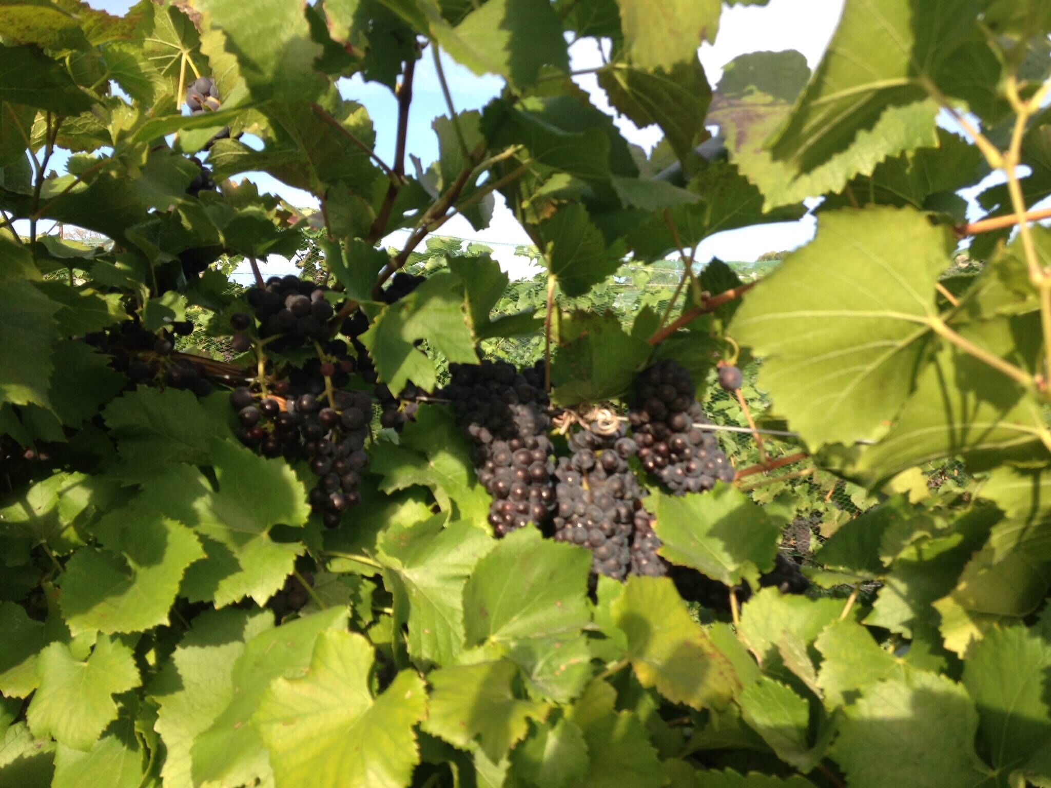 A vineyard with clusters of dark grapes amidst green leaves.