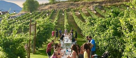 A vineyard with rows of grapevines and picnic tables set up for a gathering.