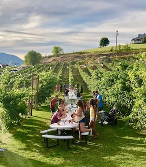 Vineyard - Lakeside Lodge And Suites (Chelan)