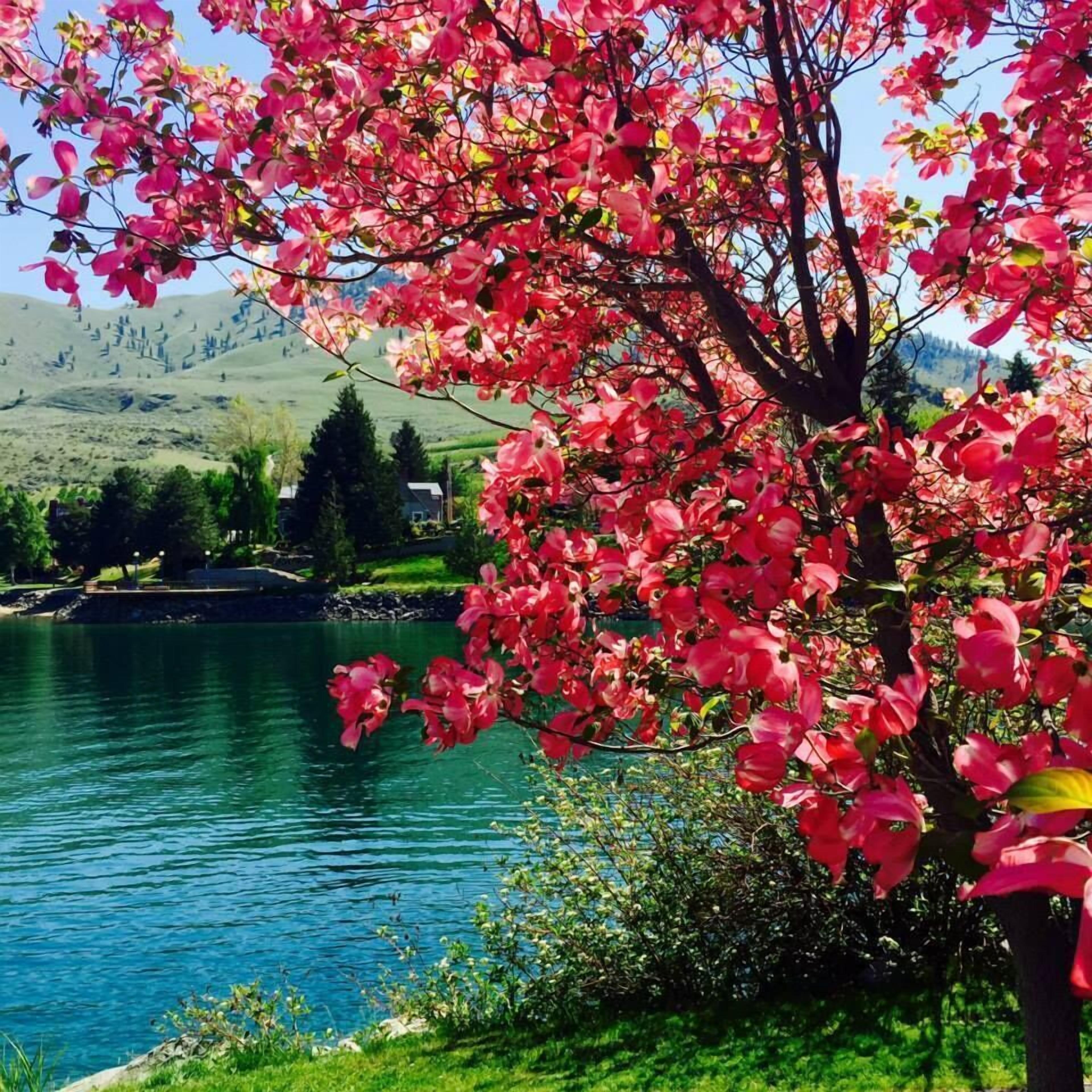 A tree with pink flowers by a lake.