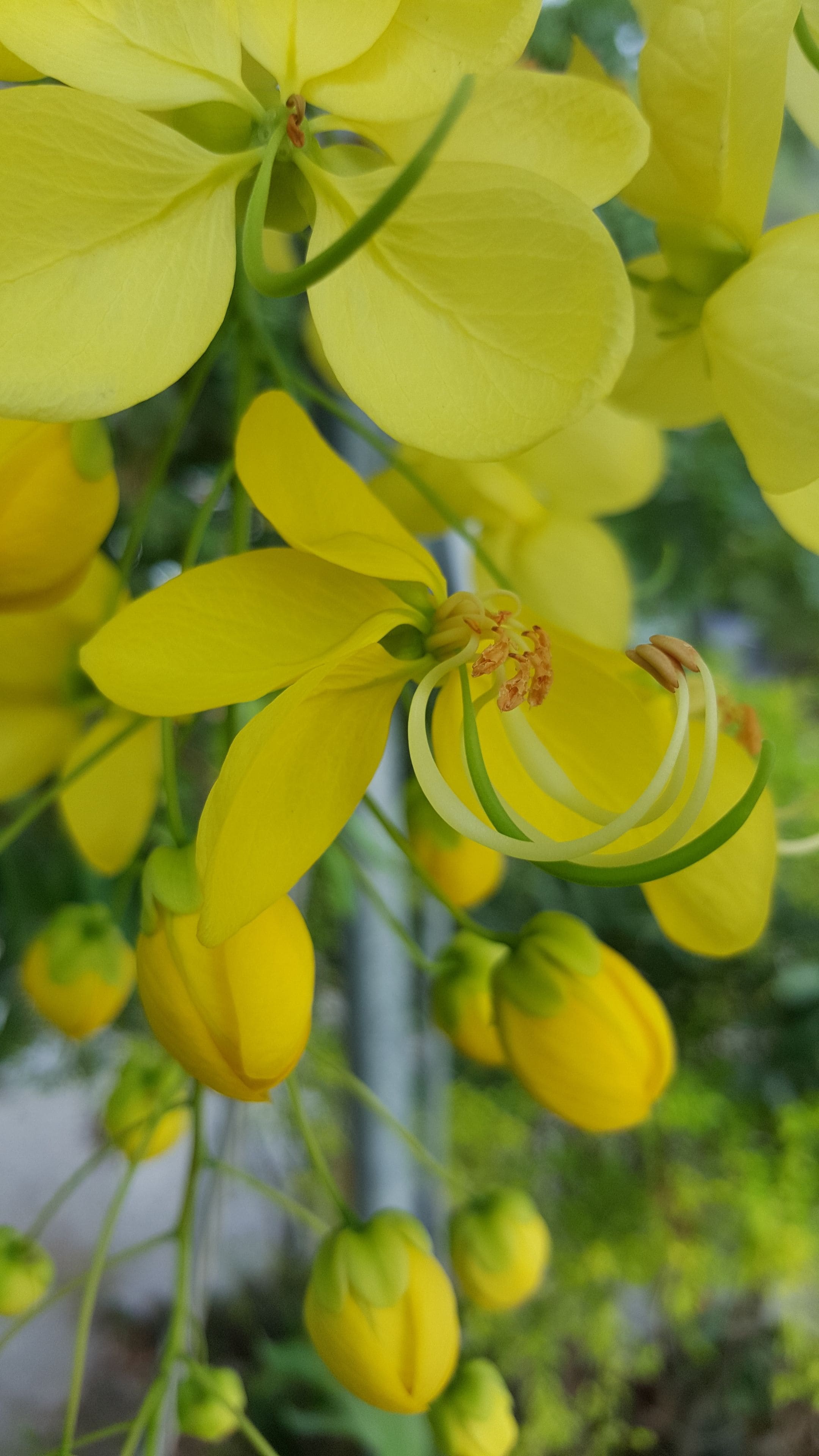 Un gros plan de fleurs jaunes aux étamines bien visibles.