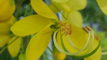 Un gros plan de fleurs jaunes aux étamines bien visibles.