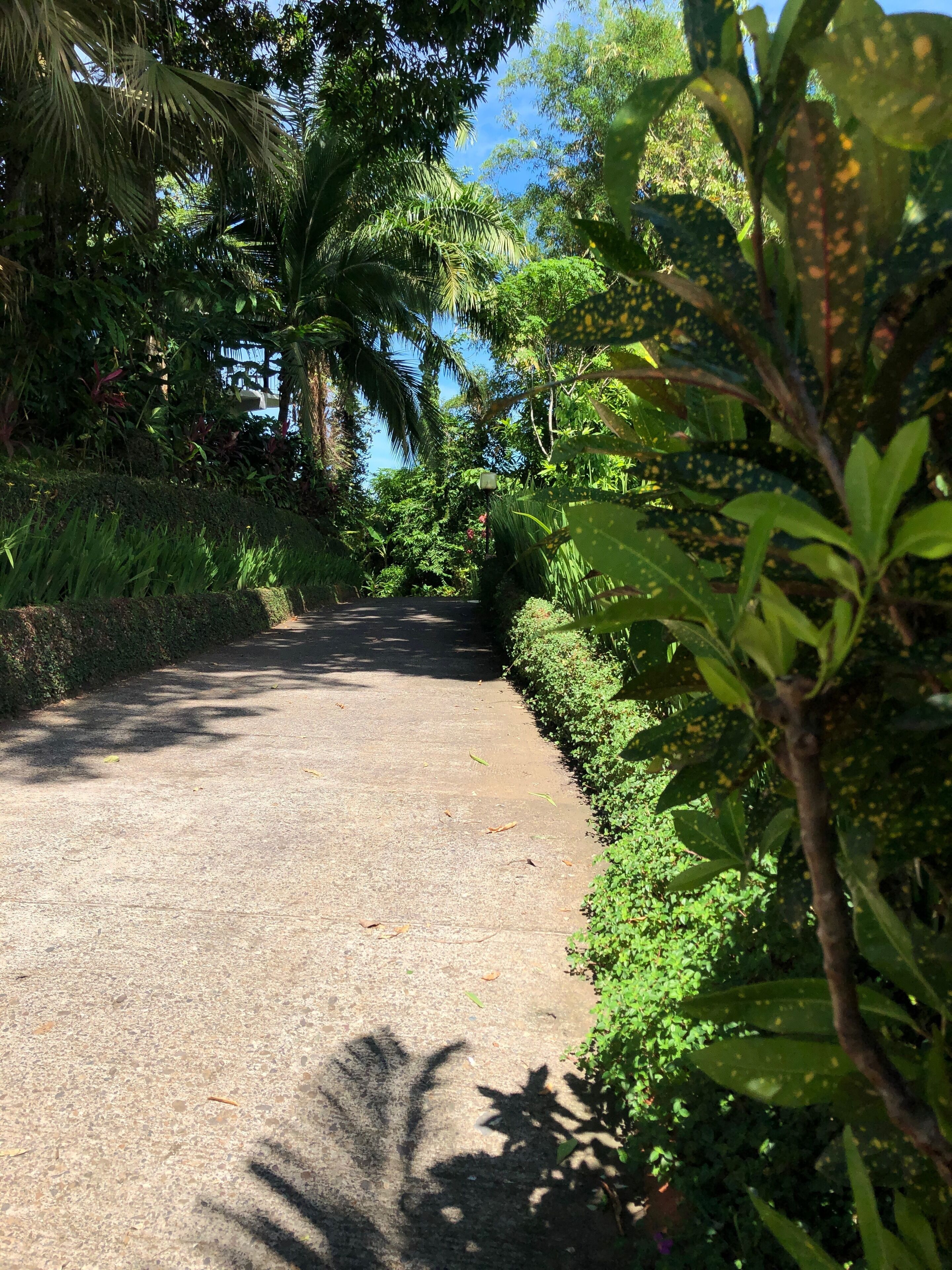 Un sentier pavé, bordé d’une végétation luxuriante et de palmiers.