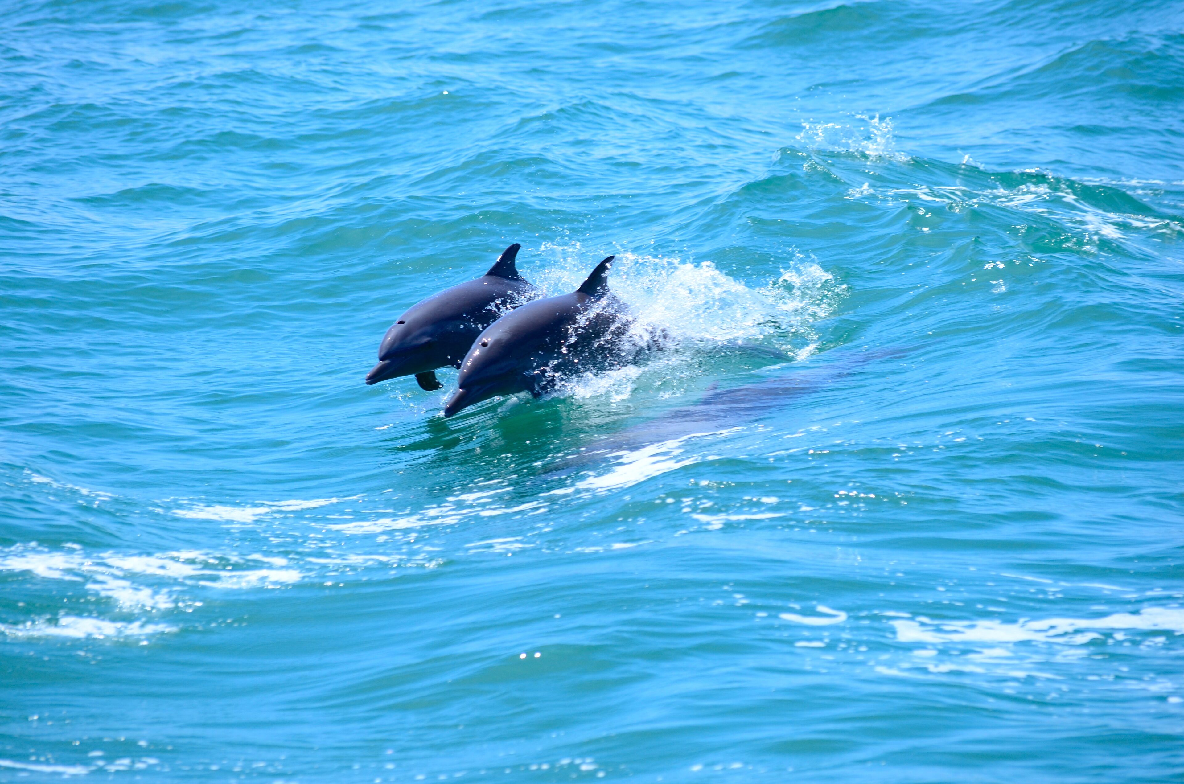 Deux dauphins sautent hors de l’eau.