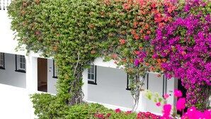 A white building with multiple windows and balconies covered in green foliage and vibrant pink and orange flowers. - The Winchester Hotel by NEWMARK (Cape Town)
