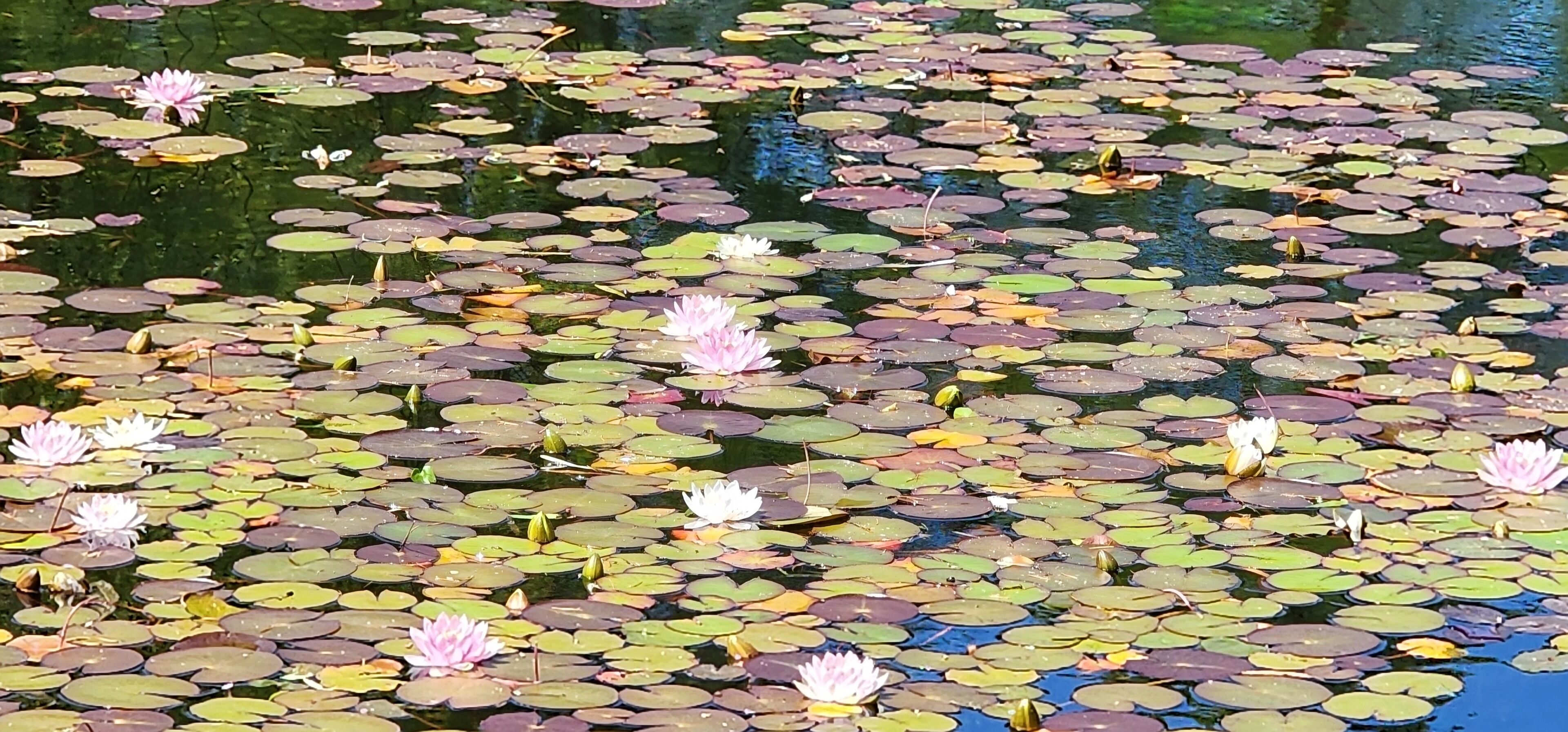 Photo - SureStay by Best Western Richmond Vancouver Airport