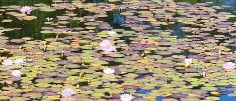 A pond with numerous lily pads and several blooming water lilies.