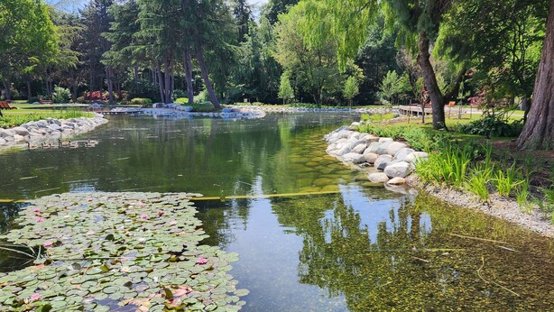 Ein ruhiger Teich mit Seerosen und Enten, umgeben von Bäumen und Felsen.