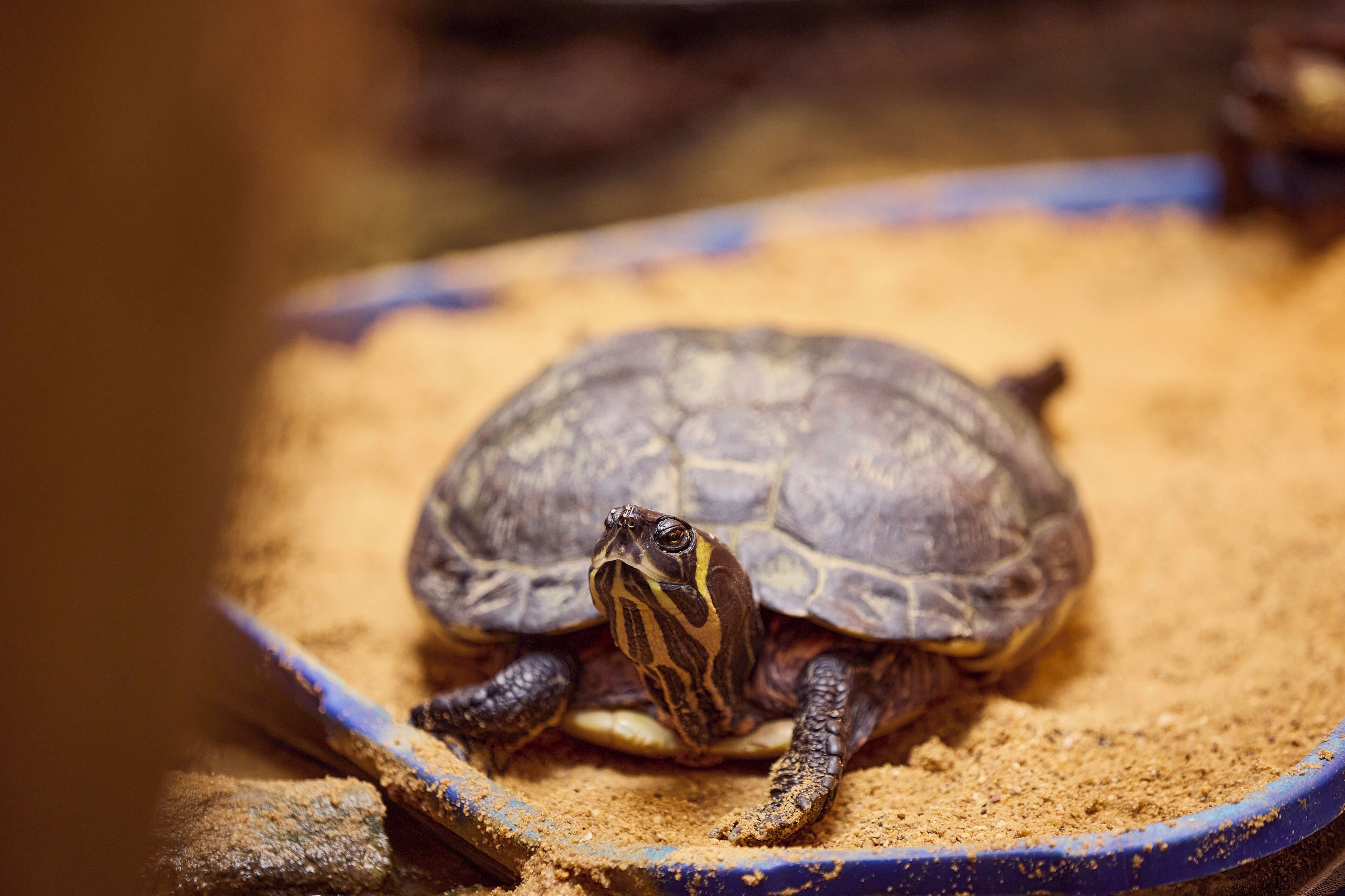 Photo - Hotel Watthalden