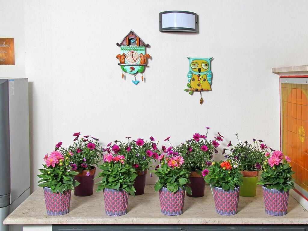 A kitchen with a countertop displaying potted flowers and wall-mounted decorative items.